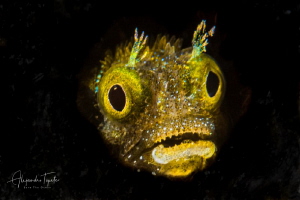 Blenny inspire, divi beach Bonaire by Alejandro Topete 